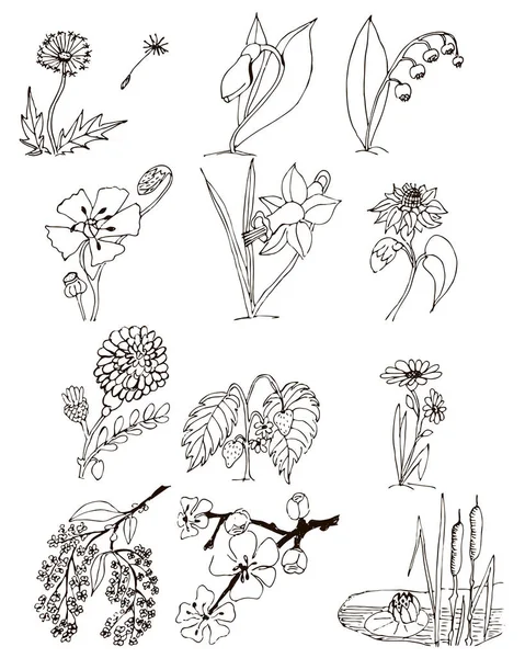 Σύνολο 12 διανυσματικών σχεδίων φυτών και λουλουδιών — Διανυσματικό Αρχείο