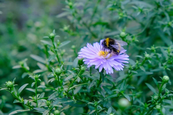 Astra Virgin veya Yeni Belçika 