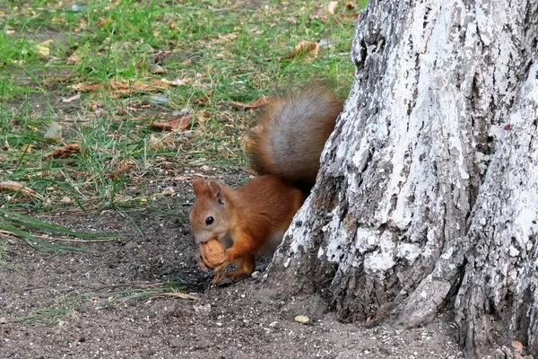 Red forest squirrel with a nut