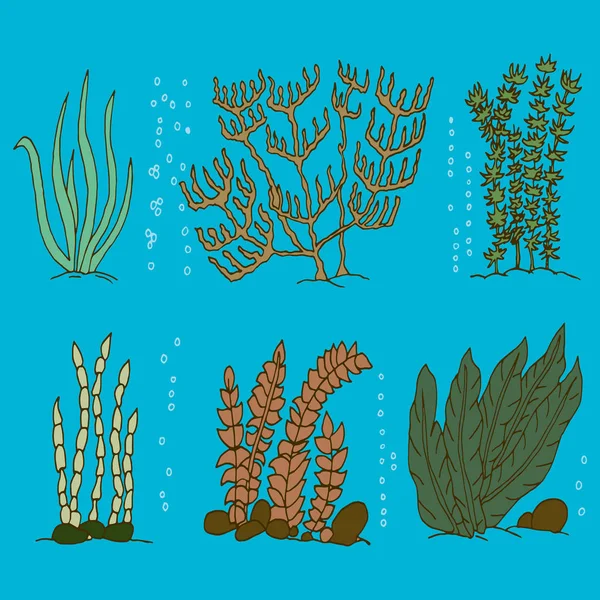 Set of six different seaweed — Stock Vector
