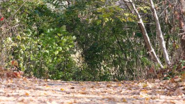 Sonbahar renkli eskiz 