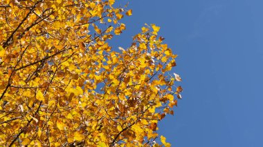 Sonbahar renkli çizim arkaplanı 