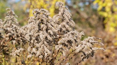Sonbahar renkli çizim arkaplanı 