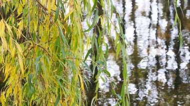Sonbahar renkli çizim arkaplanı 