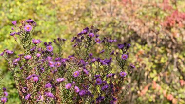 Astra Virgin veya Yeni Belçika 