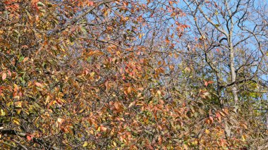 Sonbahar renkli çizim arkaplanı 