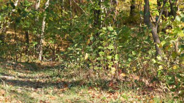 Sonbahar renkli çizim arkaplanı 