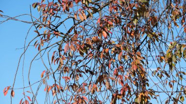 Sonbahar renkli çizim arkaplanı 
