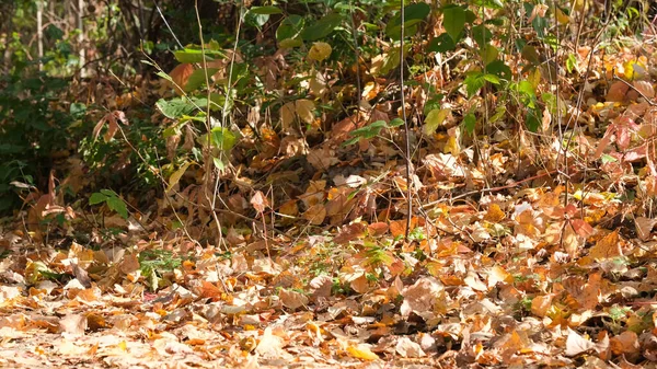 Höstens färgglada skiss — Stockfoto