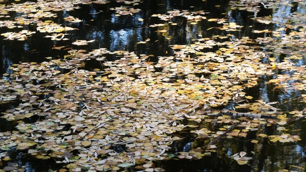 Осенний красочный водный фон — стоковое фото