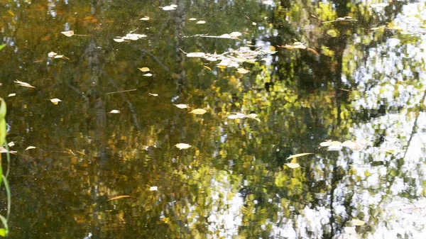 秋のカラフルな水の背景 — ストック写真