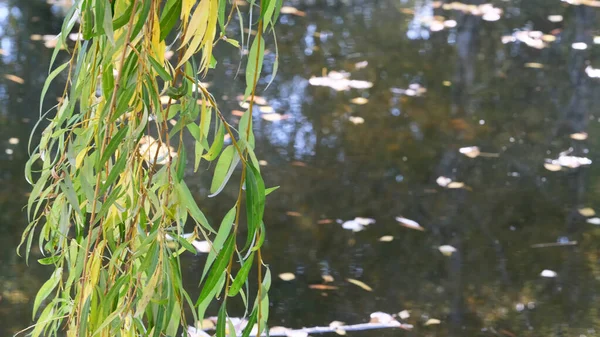 Fondo de agua colorido otoño — Foto de Stock