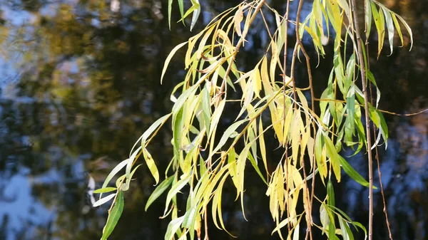 Herfst kleurrijke schetsen achtergrond — Stockfoto