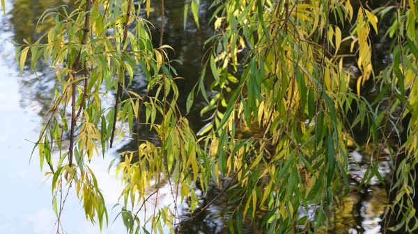 Herfst kleurrijke schetsen achtergrond — Stockfoto