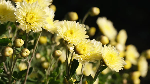 Chrysanthème dans le jardin — Photo