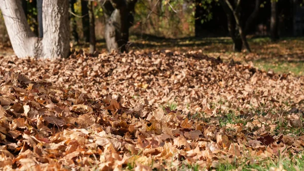 Осенний красочный эскиз — стоковое фото