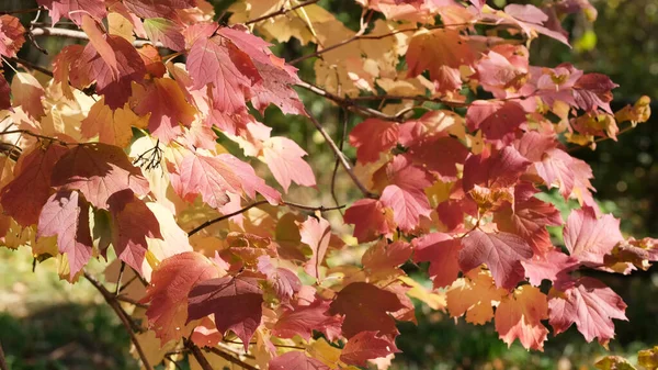 가을의 다채 로운 스케치 배경 — 스톡 사진