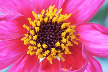 Çiçek açan kırmızı Gergina çiçeği bir ev bahçesinde yakın plan