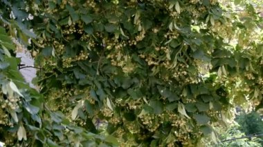 Güzel doğal bitki arka plan çiçekli ıhlamur ağacı