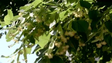 Güzel doğal bitki arka plan çiçekli ıhlamur ağacı