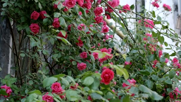 Vackra Naturliga Växt Video Bakgrund Närbild Röda Lockigt Rosor — Stockvideo