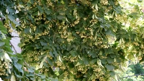 美丽的自然植物视频背景特写开花林登树 — 图库视频影像