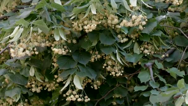 Vacker Naturlig Växt Video Bakgrund Närbild Blommande Lind Träd — Stockvideo