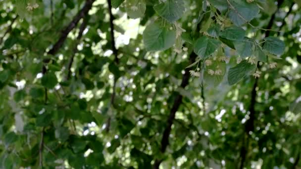 Vacker Naturlig Växt Video Bakgrund Närbild Blommande Lind Träd — Stockvideo