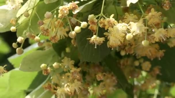 Bella Pianta Naturale Video Sfondo Close Albero Tiglio Fioritura — Video Stock