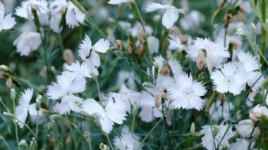 Çiçek tarhlı güzel doğal bitki arka plan yakın plan şehir çizimi