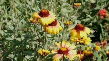 Çiçek tarhlı güzel doğal bitki arka plan yakın plan şehir çizimi