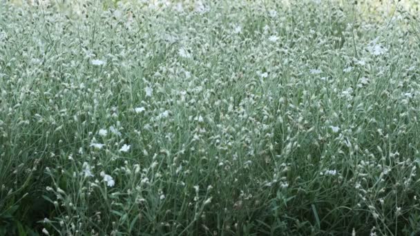 Hermosa Planta Natural Fondo Vídeo Bosquejo Urbano Con Cama Flores — Vídeos de Stock