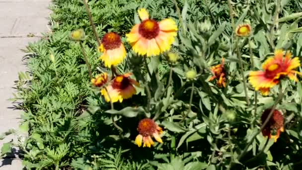 美しい自然植物ビデオの背景クローズアップ花のベッドと都市スケッチ — ストック動画