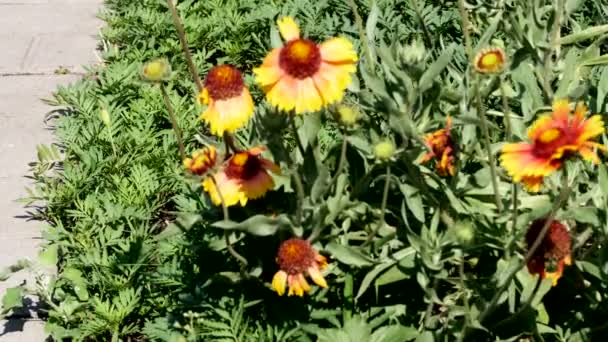 Hermosa Planta Natural Fondo Vídeo Bosquejo Urbano Con Cama Flores — Vídeos de Stock