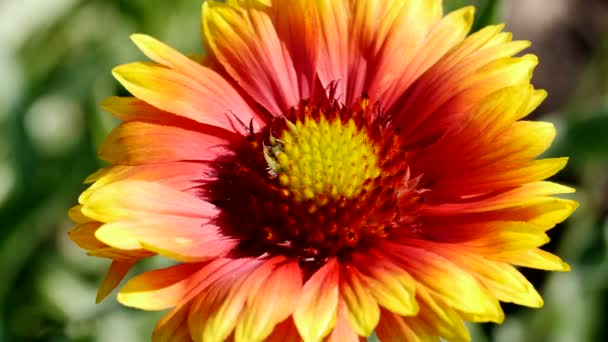 Hermosa Planta Natural Fondo Vídeo Bosquejo Urbano Con Cama Flores — Vídeos de Stock