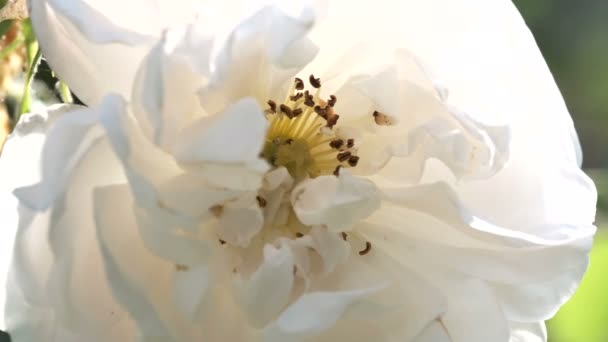 Piękny Naturalny Roślina Wideo Tło Zbliżenie Miejski Szkic Kwiat Łóżko — Wideo stockowe