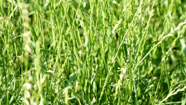 Belle plante naturelle fond vidéo close-up croquis urbain avec lit de fleurs