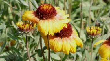 Kamera hareketi ve görüntü ölçekleme kullanılarak çiçek tarhlı güzel doğal bitki arka plan kentsel çizimi