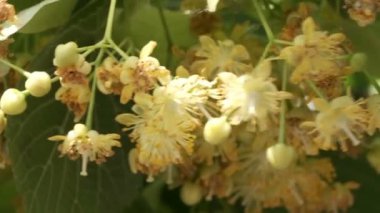 Kamera hareketi ve görüntü ölçekleme kullanılarak güzel doğal bitki arka planının çiçekli ıhlamur ağacı