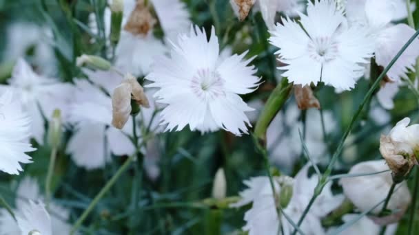 Kamera Hareketi Görüntü Ölçekleme Kullanılarak Çiçek Tarhlı Güzel Doğal Bitki — Stok video