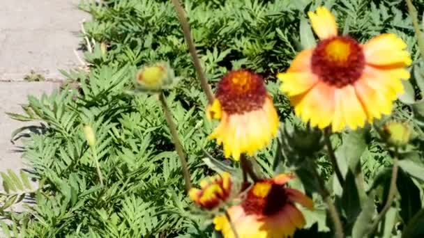 美しい自然植物のビデオの背景は カメラの動きや画像スケーリングを使用して花壇と都市のスケッチをクローズアップ — ストック動画