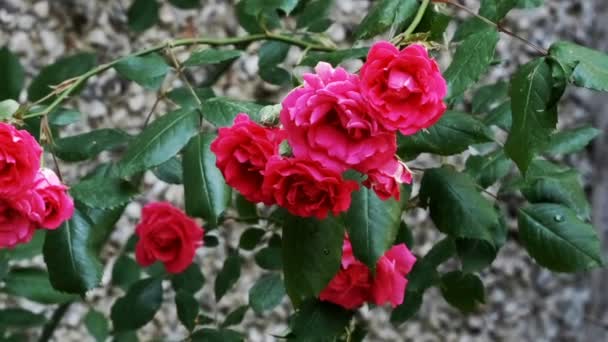 Piękne Naturalne Rośliny Wideo Tło Zbliżenie Czerwone Kręcone Róże Pomocą — Wideo stockowe