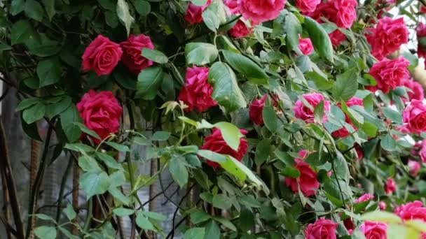 Belle Plante Naturelle Fond Vidéo Gros Plan Rose Bouclée Rouge — Video