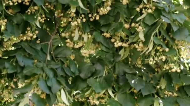 Vacker Naturlig Växt Video Bakgrund Närbild Blommande Lind Träd Med — Stockvideo