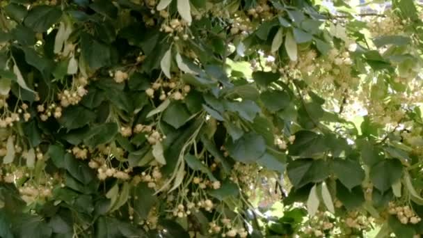 Vacker Naturlig Växt Video Bakgrund Närbild Blommande Lind Träd Med — Stockvideo