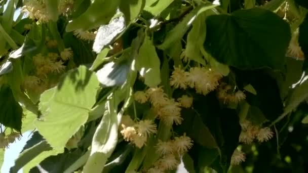 カメラの動きや画像スケーリングを使用して美しい自然植物のビデオの背景クローズアップ開花リンデンの木 — ストック動画