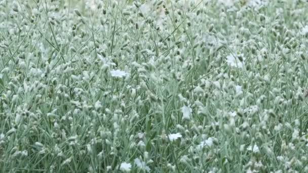 Belle Plante Naturelle Fond Vidéo Close Croquis Urbain Avec Lit — Video