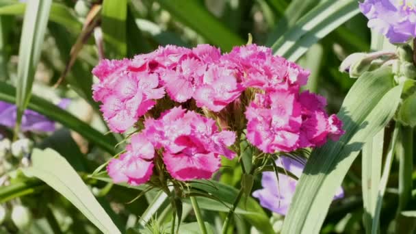 Vacker Naturlig Växt Video Bakgrund Närbild Urban Skiss Med Blomma — Stockvideo