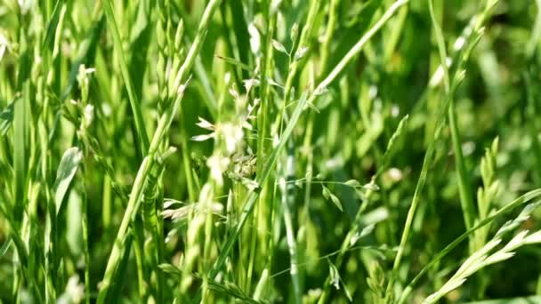 Hermosa Planta Natural Fondo Vídeo Bosquejo Urbano Primer Plano Con — Vídeo de stock