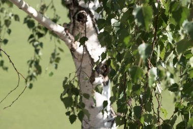 Yaban bitkilerinin dokulu yeşil yapraklarından oluşan doğal bitki örtüsü.